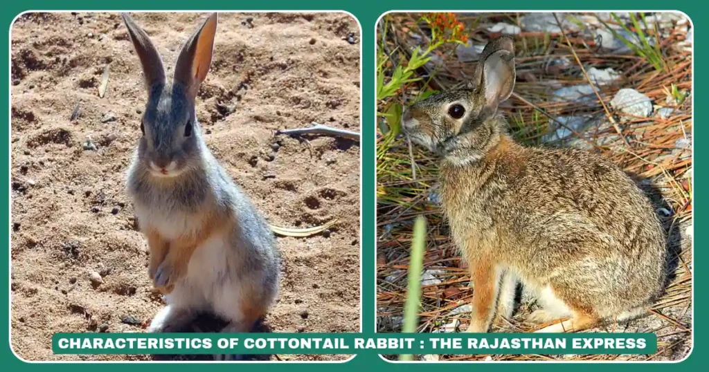 cottontail rabbit,rabbit breed,flemish giant rabbit for sale,1 week old cottontail rabbit,bunny cottontail,cotton tail rabbit habitat,cottontail bunny rabbit,eastern cottontail,eastern cottontail bunnies,eastern cottontail rabbit,newborn cottontail,newborn cottontail rabbit,those wild rabbits,1 week old cottontail rabbit