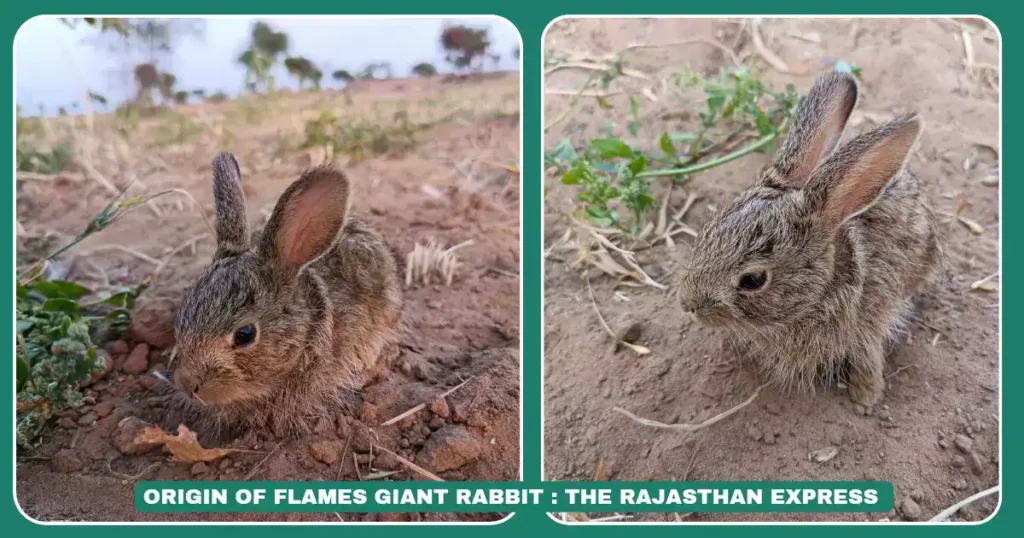 flemish giant rabbit,bunny flemish giant,flemish giant,flemish giant as a pet,flemish giant rabbit as pet,cage for flemish giant rabbit,flemish giant rabbit size,flemish giant white,flemish giant white rabbit,flemish giant lifespan