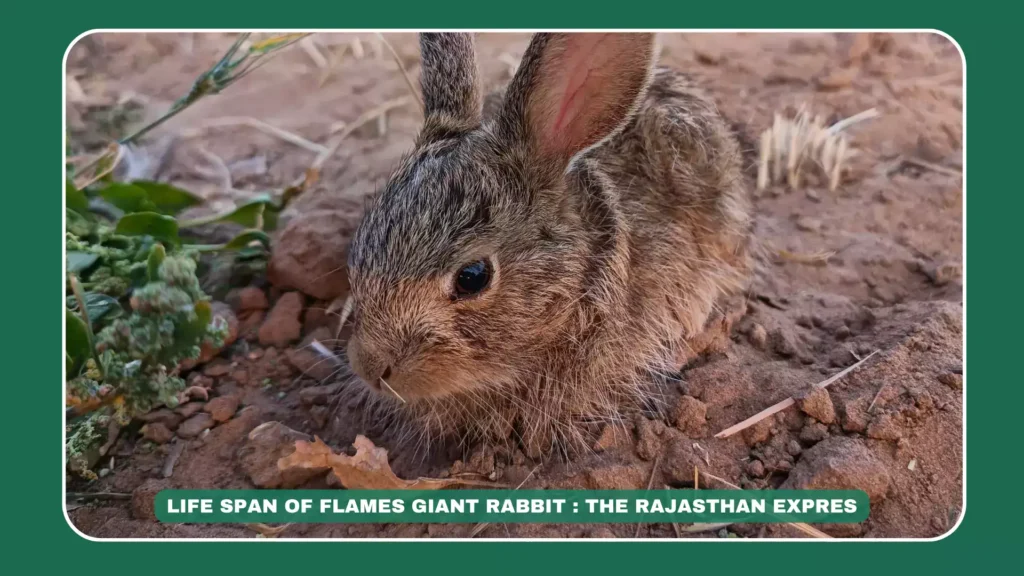 flemish giant rabbit,bunny flemish giant,flemish giant,flemish giant as a pet,flemish giant rabbit as pet,cage for flemish giant rabbit,flemish giant rabbit size,flemish giant white,flemish giant white rabbit,flemish giant lifespan