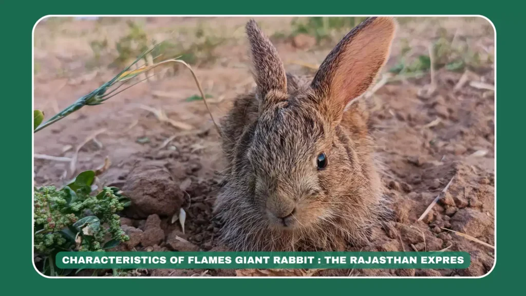 flemish giant rabbit,bunny flemish giant,flemish giant,flemish giant as a pet,flemish giant rabbit as pet,cage for flemish giant rabbit,flemish giant rabbit size,flemish giant white,flemish giant white rabbit,flemish giant lifespan