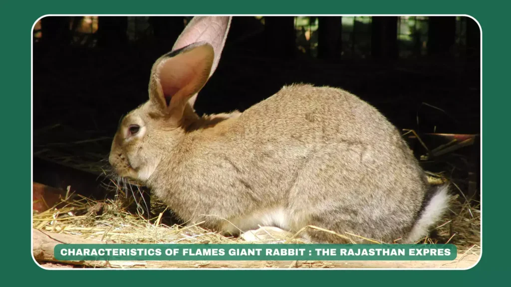 flemish giant rabbit,bunny flemish giant,flemish giant,flemish giant as a pet,flemish giant rabbit as pet,cage for flemish giant rabbit,flemish giant rabbit size,flemish giant white,flemish giant white rabbit,flemish giant lifespan