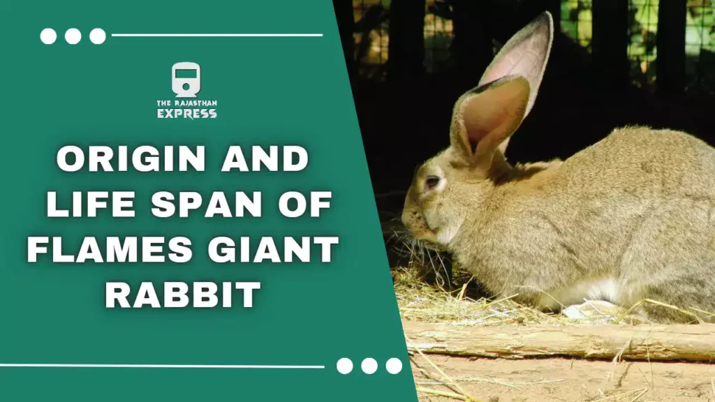 flemish giant rabbit,bunny flemish giant,flemish giant,flemish giant as a pet,flemish giant rabbit as pet,cage for flemish giant rabbit,flemish giant rabbit size,flemish giant white,flemish giant white rabbit,flemish giant lifespan,rabbit breed